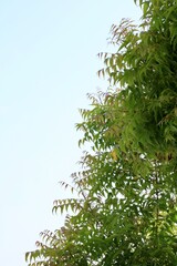 Fresh green leaves on a Neem tree (Margosa/Azadirachta Indica) in an agricultural farm in Kutch, Gujarat, India, Asia