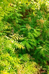 Fresh green leaves on a Neem tree (Margosa/Azadirachta Indica) in an agricultural farm in Kutch, Gujarat, India, Asia