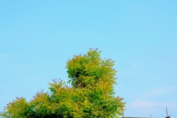 Fresh green leaves on a Neem tree (Margosa/Azadirachta Indica) in an agricultural farm in Kutch, Gujarat, India, Asia