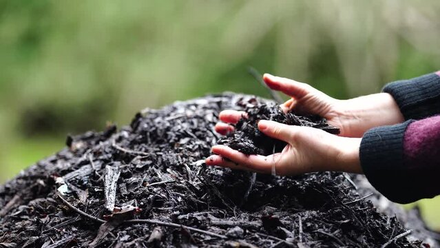turning a compost pile in a community garden. compost full of microorganisms. sustainable regenerative agriculture