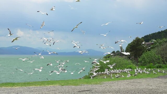 Flock of flying gulls eats carrion or food waste. Many flocks of seagulls in flight near shore feed and fly across sea or ocean against backdrop of mountains in slow motion. Living flora and fauna