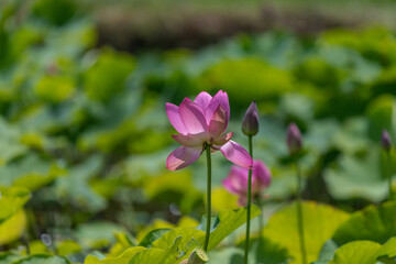 蓮の花