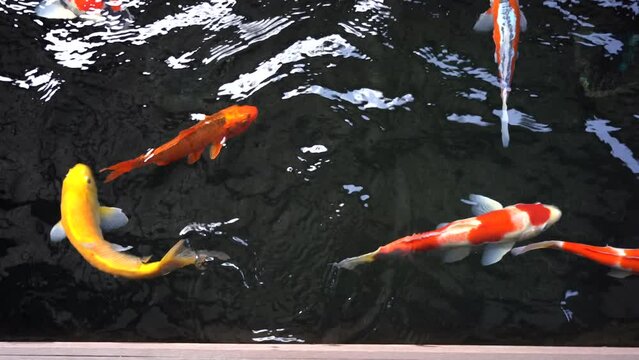 Koi fish are swimming in the pond happily.