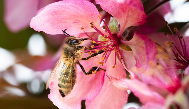 Honey bee covered in pollen on a pink cherry blossom gathering nectar with proboscis