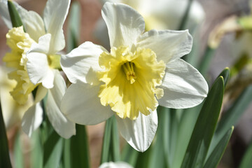 White and Light Yellow Daffodil Flower Blossom
