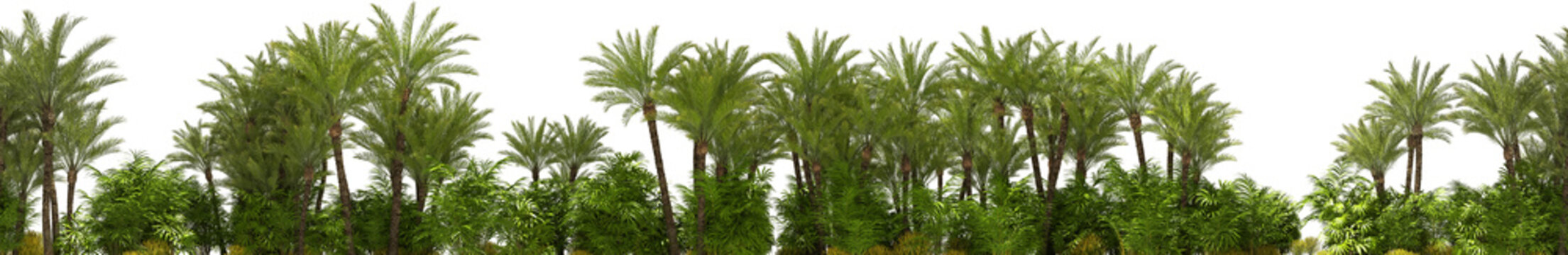 tropical palm tree tree line horizontally seamless hq arch viz cutout 3d render