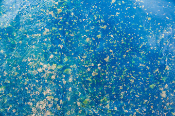 Fototapeta na wymiar Floating algae on the surface of the sea.
