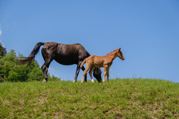 Obraz premium horses on a mountain meadow