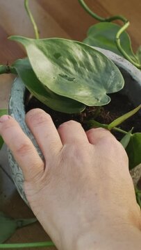 Gardening. Female hands potting epipremnun plant. Vertical video.
