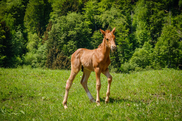 horses on a mountain meadow