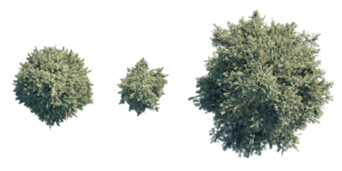 isolated abies tree from top view, best use for architecture plan design,best use for landscape design