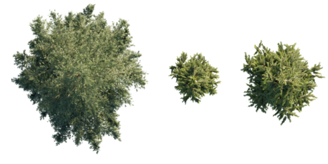 isolated cedrus tree from top view, best use for architecture plan design,best use for landscape design