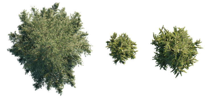 isolated cedrus tree from top view, best use for architecture plan design,best use for landscape design