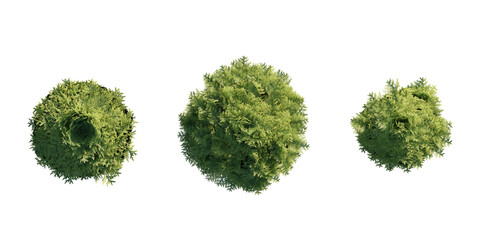 Fototapeta premium isolated chamaecyparis tree from top view, best use for architecture plan design,best use for landscape design