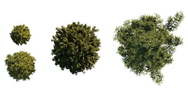 isolated larix tree from top view, best use for architecture plan design,best use for landscape design