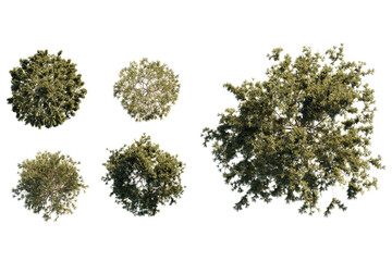 isolated pinus tree from top view, best use for architecture plan design,best use for landscape design
