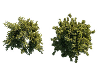 Obraz premium isolated taxus tree from top view, best use for architecture plan design,best use for landscape design