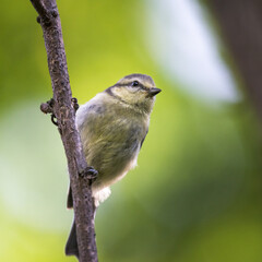 juvenile blue tit balancing on a twig
