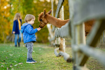 Cute toddler boy looking at an alpaca at a farm zoo on autumn day. Children feeding a llama on an animal farm. Kids at a petting zoo at fall. - obrazy, fototapety, plakaty