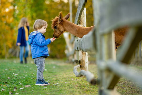 Cute toddler boy looking at an alpaca at a farm zoo on autumn day. Children feeding a llama on an animal farm. Kids at a petting zoo at fall.