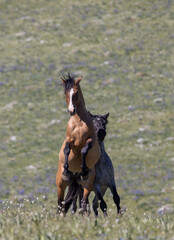 Wild Horse Stallions Fighting in Summer in the Pryor Mountains