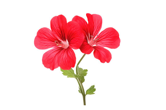 Beautiful geranium flowers isolated on white