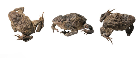 Image of a dried frog on a white background