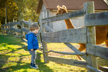 Cute toddler boy looking at an alpaca at a farm zoo on autumn day. Children feeding a llama on an...