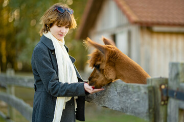 Cute young girl stroking an alpaca at a farm zoo on autumn day. Child feeding a llama on an animal...