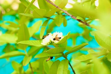 A honey bee in flight, collecting pollen from a yellow flower. The bee is flying over the yellow flower with a blurred background