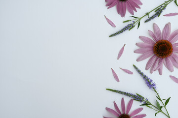 white background, ingredient, botany, homeopathy, echinacea isolated, echinacea flowers, echinacea purpurea, bouquet, floral, beautiful, purple, space, lay, flat, top, purpurea, petals, light, herbs, 