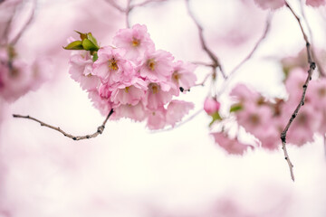 pink cherry blossom in spring