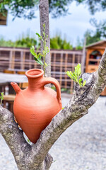 pot in garden