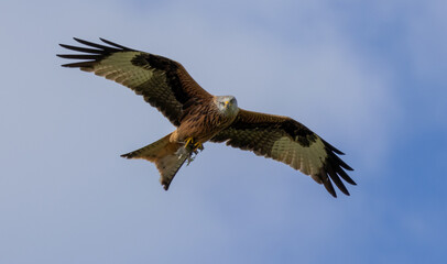 Red Kite in Flight
