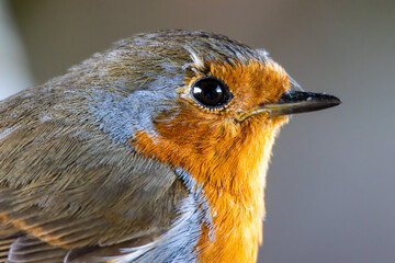 Robin in close up