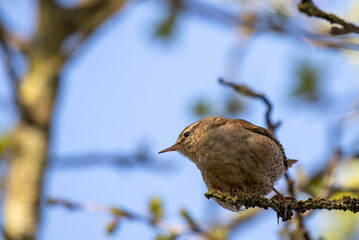 Wren in a tree
