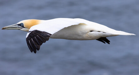 Gannet in flight
