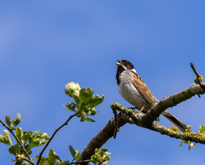 Reed Bunting singing