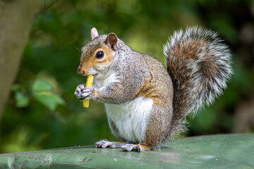 Squirrel with a chip