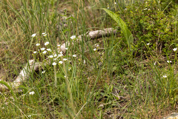 Montana wildflowers