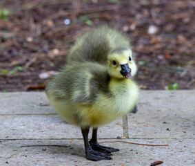 Cute little Gosling