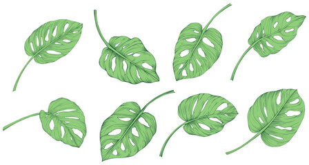 Leaves isolated on white collection. Tropical green leaves set. Hand drawn vintage illustration.