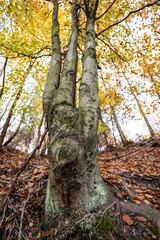 Beech tree in extreme wide angle shot with shallow depth of field