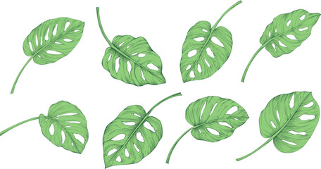 Leaves isolated on white collection. Tropical green leaves set. Hand drawn vintage illustration.