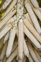 Oneida Indian Braided White Corn Cobs Hanging To Dry After Harvest