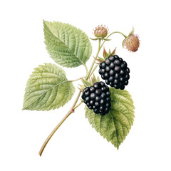 Blackberry Botanical illustration PNG. Generative AI