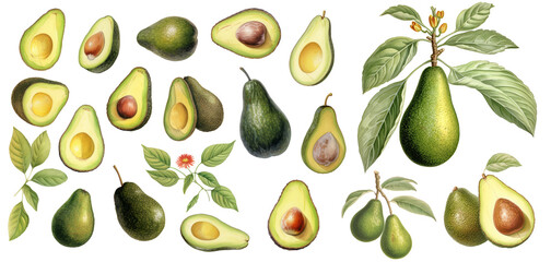 Set botanical illustration of avocado, cut, whole, avocado on a branch PNG. Generative AI - obrazy, fototapety, plakaty