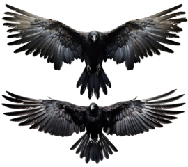 set of raven crow birds with spread wings