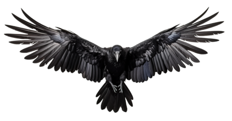 set of raven crow birds with spread wings