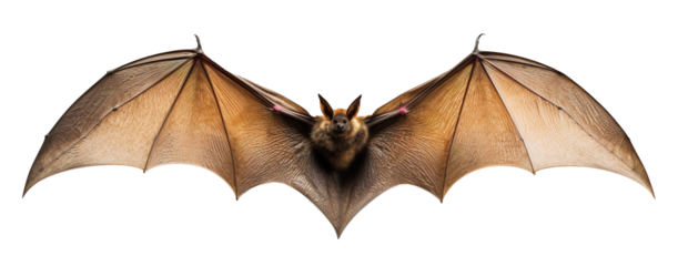 a bat with spread wings on transparent background